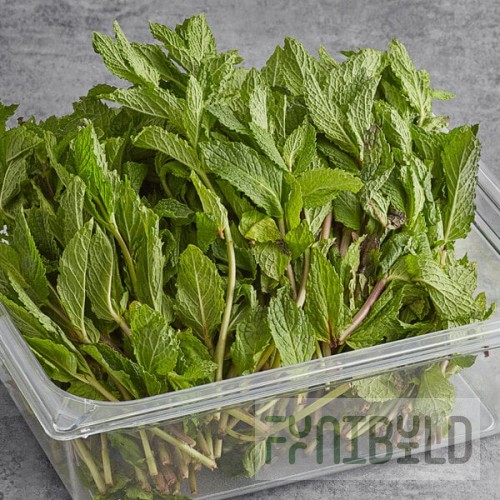 Fresh Mint 2.2 lb.