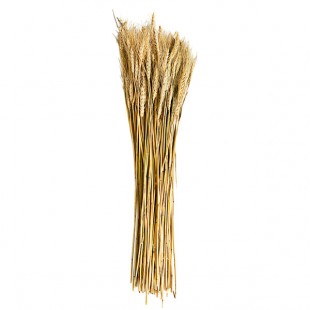 Kalalou 7 oz. Bundle of Dried Natural Wheat Stems - 24/Set Kalalou 7 oz. Bundle of Dried Natural Wheat Stems - 24/Set