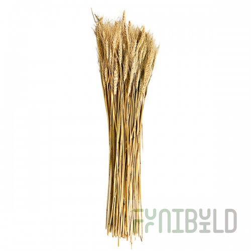 Kalalou 7 oz. Bundle of Dried Natural Wheat Stems - 24/Set