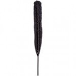 Kalalou 48