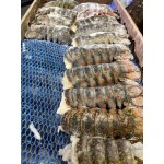 6-7 oz. North Atlantic Lobster Tail 10 lb. Case 6-7 oz. North Atlantic Lobster Tail 10 lb. Case