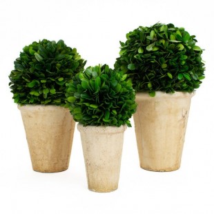 Mills Floral Company 3-Piece Preserved Potted Boxwood Balls Mills Floral Company 3-Piece Preserved Potted Boxwood Balls