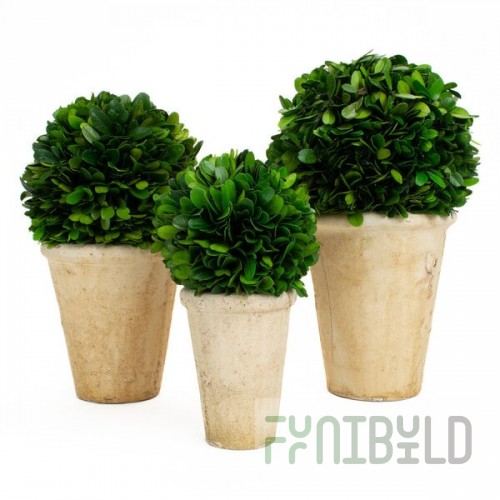 Mills Floral Company 3-Piece Preserved Potted Boxwood Balls
