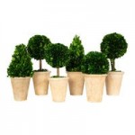 Mills Floral Company 3-Piece Preserved Potted Boxwood Balls Mills Floral Company 3-Piece Preserved Potted Boxwood Balls