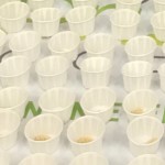 Genpak F075 Harvest Paper 0.75 oz. Souffle / Portion Cup - 250/Pack Genpak F075 Harvest Paper 0.75 oz. Souffle / Portion Cup - 250/Pack