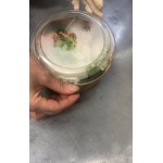 Solia Clear Plastic Lid for 16.9 oz. / 25.3 oz. / 33.8 oz. Kraft Salad Bowls - 300/Case Solia Clear Plastic Lid for 16.9 oz. / 25.3 oz. / 33.8 oz. Kraft Salad Bowls - 300/Case