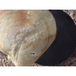 Carnival King Crepe Mix 5 lb. Bag - 6/Case Carnival King Crepe Mix 5 lb. Bag - 6/Case