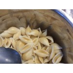 20 lb. Shell Pasta