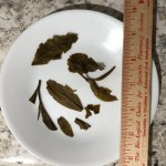 Numi Organic 1 lb. Jasmine Pearls Green Loose Leaf Tea - 6/Case Numi Organic 1 lb. Jasmine Pearls Green Loose Leaf Tea - 6/Case