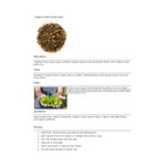 Davidson's Organic Tropical Green Loose Leaf Tea 1 lb. Davidson's Organic Tropical Green Loose Leaf Tea 1 lb.