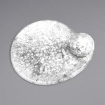 Elite Global Solutions Hermosa 86 oz. Gray Marble Embossed Melamine Bowl - 6/Case Elite Global Solutions Hermosa 86 oz. Gray Marble Embossed Melamine Bowl - 6/Case