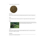Davidson's Organic Moroccan Green with Mint Loose Leaf Tea 1 lb.