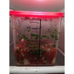 Rubbermaid® 12 Qt. Clear Square Polycarbonate Food Storage Container Rubbermaid® 12 Qt. Clear Square Polycarbonate Food Storage Container