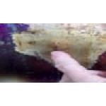 Avantco W50 12 Avantco W50 12