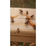 Hometown Provisions 60 lb. Organic Wildflower Honey Hometown Provisions 60 lb. Organic Wildflower Honey