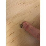 Waring 26267 Screw for Blenders