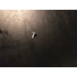Waring 016317 Mounting Screw for Blenders