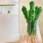 LorAnn Oils 1 Gallon Green Apple Super Strength Flavor