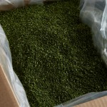 Regal Bulk Chives - 10 lb. Regal Bulk Chives - 10 lb.
