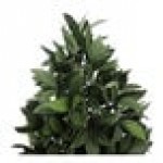 Mills Floral Company 36