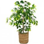 LCG Sales 6' Artificial Ficus Tree in Black Deco Metal Pot