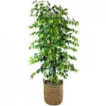 LCG Sales 6' Artificial Olive Tree in Copper Metal Square Fluted Planter