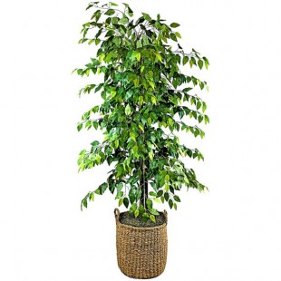 LCG Sales 6' Artificial Deluxe Clipped Ficus Tree in Basket with Handles LCG Sales 6' Artificial Deluxe Clipped Ficus Tree in Basket with Handles