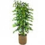 LCG Sales 6' Artificial Deluxe Clipped Ficus Tree in Basket with Handles