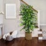 LCG Sales 6' Artificial Deluxe Clipped Ficus Tree in Basket with Handles