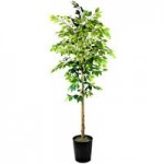 LCG Sales 6' Artificial Deluxe Clipped Ficus Tree in Basket with Handles
