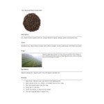 Davidson's Organic Sun, Moon, and Stars Loose Leaf Tea 1 lb. Davidson's Organic Sun, Moon, and Stars Loose Leaf Tea 1 lb.