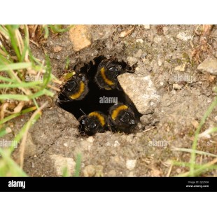 Alpine Industries ADI637-02-2-BLK 8 Inch Suggestion Box Lockable Black Acrylic