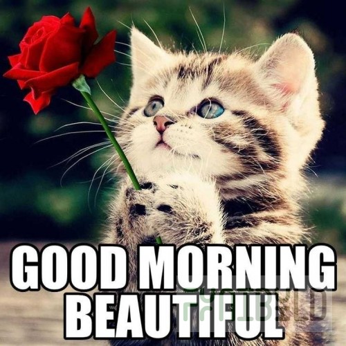 Lincoln L2438 8 Ft Cord Set 50amp Electric Cord with NEMA 6-50P