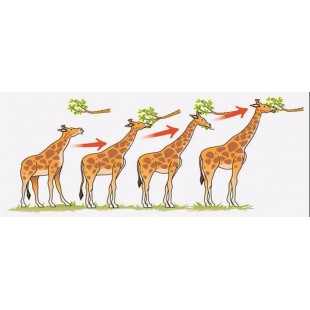 Winholt ALMCS-36-324 36 Inch Mobile Cooler Shelving Tubular with 3 Shelves Aluminum Winholt ALMCS-36-324 36 Inch Mobile Cooler Shelving Tubular with 3 Shelves Aluminum
