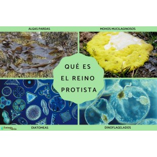 1880 Hospitality P23015 1-1/8 oz Measured Liquor Pourer Plastic Red Purple