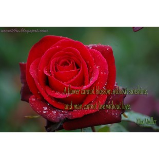 Berner 40AC10E084RDC-CC 84 Inch Decorative Rear Adapter Custom Color Berner 40AC10E084RDC-CC 84 Inch Decorative Rear Adapter Custom Color