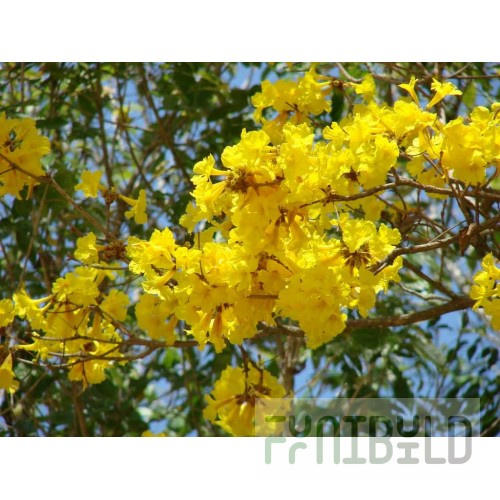 T&S Brass B-2703-VF22 Faucet Single Lever Deck Mount
