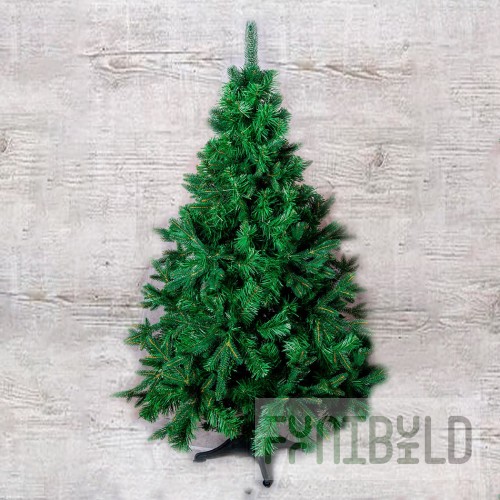 Spruce Forest Beauty