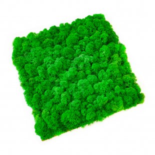 Eco Panel of homogeneous moss