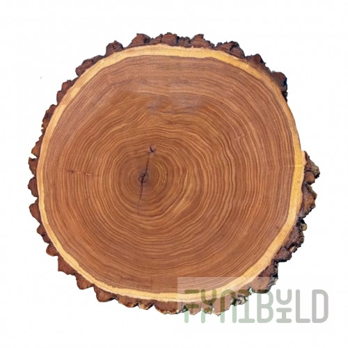 Tabletop saw cut elm Sichan