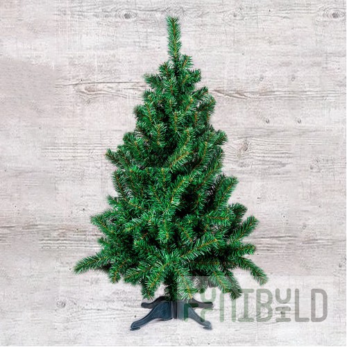 Vyatka spruce, green, narrow
