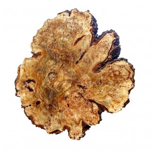 Poplar burl countertop Sinai