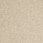 Carpet Evolve