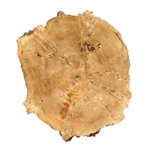 Table top burl cut Sloug