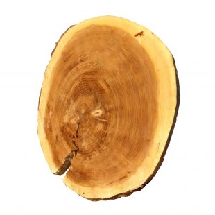 Table top cut poplar Skole