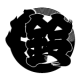 Suzumo International Corporation Products & Equipment