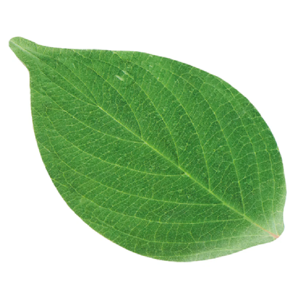 American Metalcraft PPL7 7 Inch Cheese Paper Leaf Shape Green 250 Packs American Metalcraft PPL7 7 Inch Cheese Paper Leaf Shape Green 250 Packs