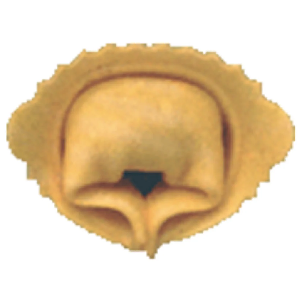Arcobaleno Pasta Equipment MOLD-CAP-B1A Cappelletti Mold for ACAP250 Scalloped Edge Arcobaleno Pasta Equipment MOLD-CAP-B1A Cappelletti Mold for ACAP250 Scalloped Edge