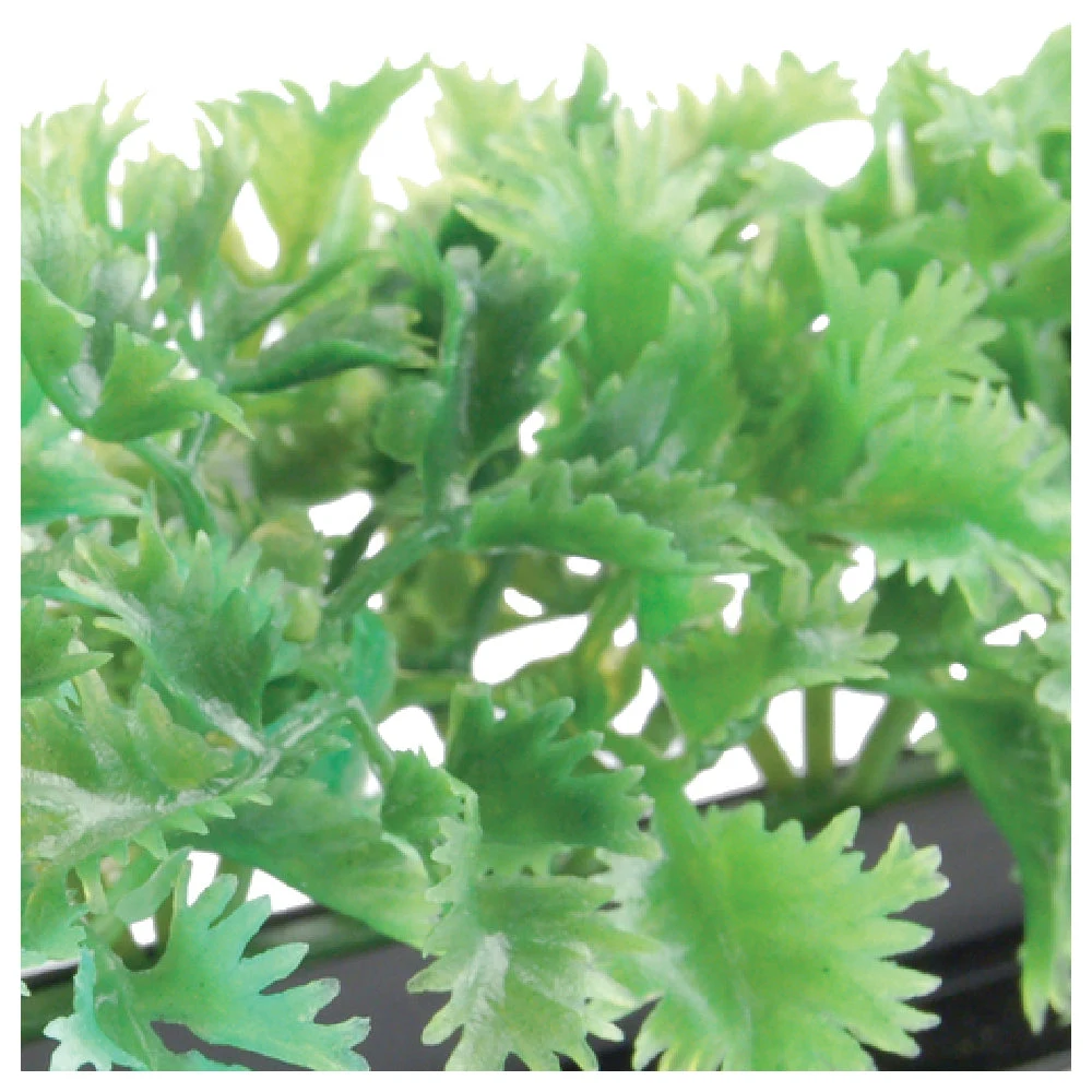 BauscherHepp GB3575 29-1/2 Inch Parsley Holder Dishwasher Safe with Black Base
