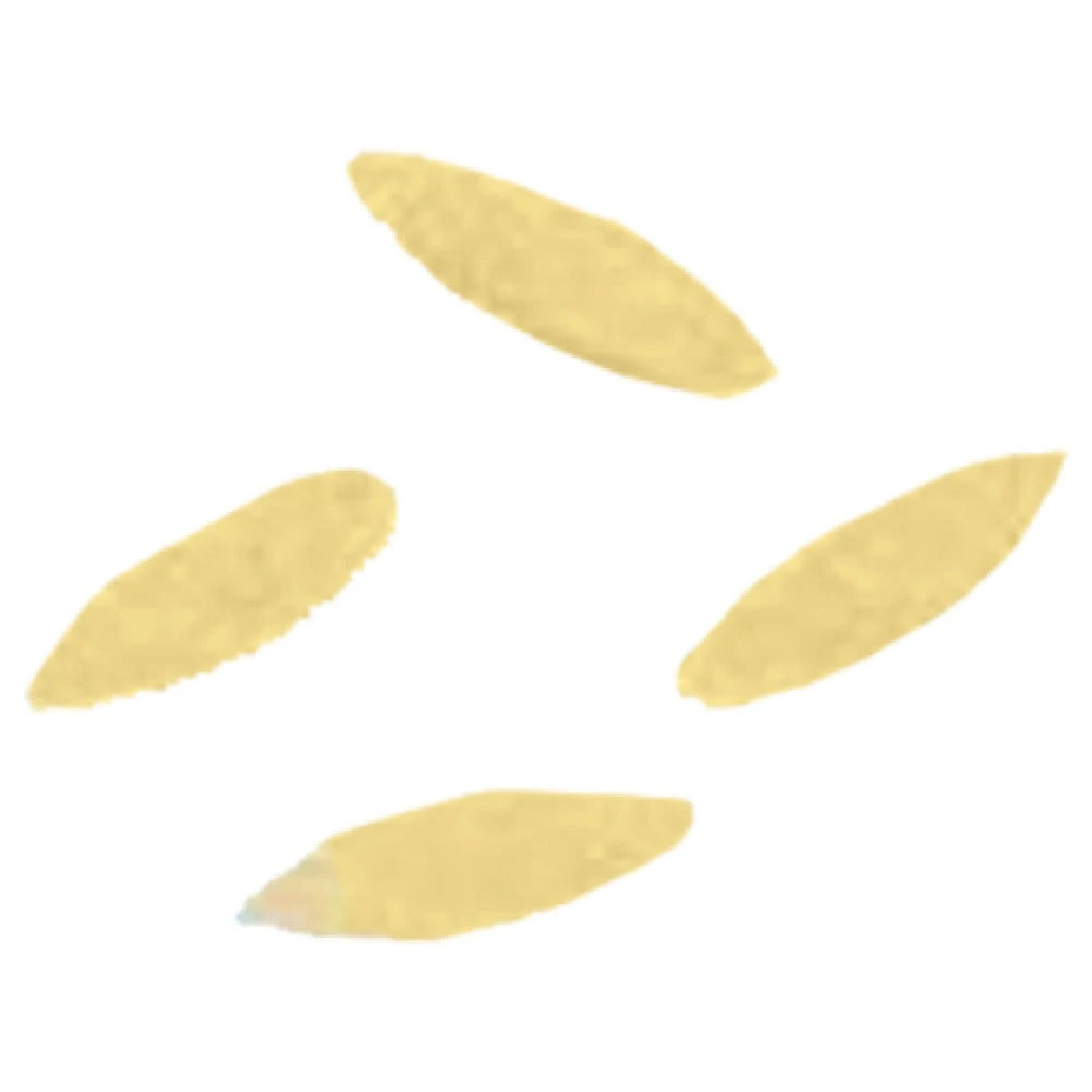 Arcobaleno Pasta Equipment AEX130 and AEX130M#309 8.8mm Orzo Die Bronze